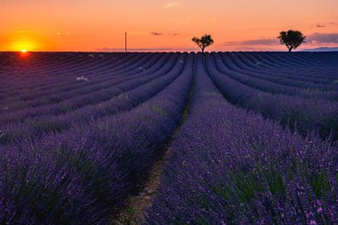 Valensole Platosu, Provence, Güney Fransa. Gün batımında lavanta tarlası