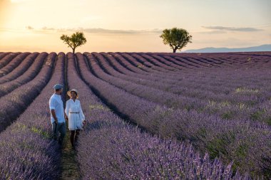 Provence lavanta tarlalarında, Provence, Lavender Field France, Valensole Platosu 'nda renkli Lavanta Platosu, Provence, Güney Fransa' da tatil yapan birkaç erkek ve kadın. Lavanta