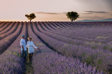 Provence lavanta tarlalarında, Provence, Lavender Field France, Valensole Platosu 'nda renkli Lavanta Platosu, Provence, Güney Fransa' da tatil yapan birkaç erkek ve kadın. Lavanta