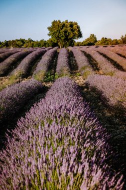Günbatımında Fransa 'nın güneyinde Ardeche lavanta tarlaları, Fransa' nın güneydoğusunda Ardeche 'de lavanta tarlaları