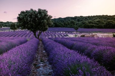 Günbatımında Fransa 'nın güneyinde Ardeche lavanta tarlaları, Fransa' nın güneydoğusunda Ardeche 'de lavanta tarlaları