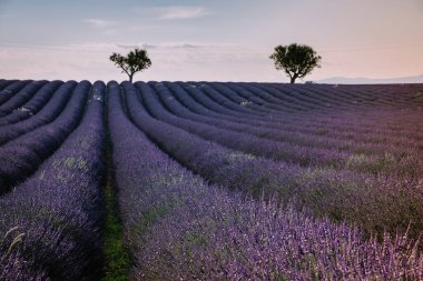 Valensole Platosu, Provence, Güney Fransa. Gün batımında lavanta tarlası