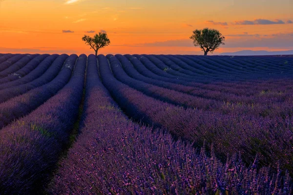 Плато Валенсол, Прованс, Южная Франция. Лавандовое поле на закате — стоковое фото
