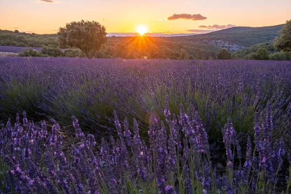 Ардеш лавандові поля на півдні Франції під час заходу сонця, поля Лаванда в Ардехе на південному сході Франції. — стокове фото