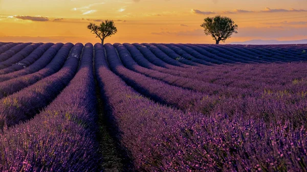 Valensole Plateau, Provence, Southern France. Lavender field at sunset — Stock Photo, Image