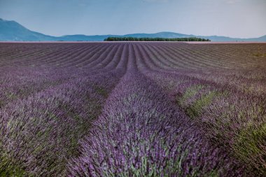 Valensole Platosu, Provence, Güney Fransa. Gün batımında lavanta tarlası