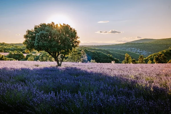 Ардеш лавандові поля на півдні Франції під час заходу сонця, поля Лаванда в Ардехе на південному сході Франції. — стокове фото