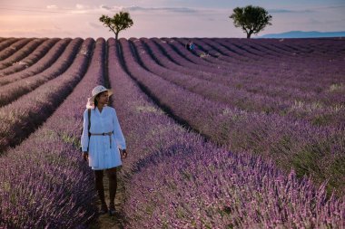 Provence lavanta tarlalarında tatil yapan bir kadın, Provence, Lavanta tarlası Fransa, Valensole Platosu, renkli Lavanta Platosu, Provence, Güney Fransa. Lavanta tarlası