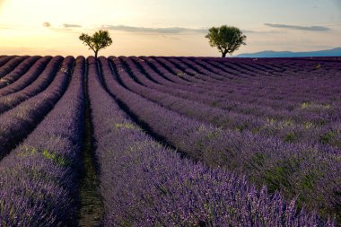 Valensole Platosu, Provence, Güney Fransa. Gün batımında lavanta tarlası