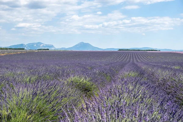 Valensole Plateau, Provença, sul da França. Campo de lavanda ao pôr do sol — Fotografia de Stock