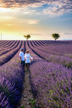 Provence lavanta tarlalarında, Provence, Lavender Field France, Valensole Platosu 'nda renkli Lavanta Platosu, Provence, Güney Fransa' da tatil yapan birkaç erkek ve kadın. Lavanta