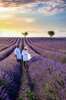 Provence lavanta tarlalarında, Provence, Lavender Field France, Valensole Platosu 'nda renkli Lavanta Platosu, Provence, Güney Fransa' da tatil yapan birkaç erkek ve kadın. Lavanta