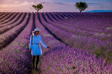 Provence lavanta tarlalarında tatil yapan bir kadın, Provence, Lavanta tarlası Fransa, Valensole Platosu, renkli Lavanta Platosu, Provence, Güney Fransa. Lavanta tarlası