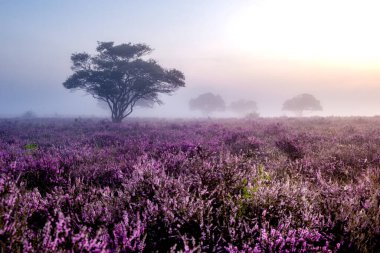 Hollanda 'da çiçek açan fundalık, Westerheid Park Hollanda' daki pembe mor tepelerin üzerinde güneşli sisli gündoğumu, Hollanda 'daki Heather tarlaları gündoğumu sırasında çiçek açıyor. 