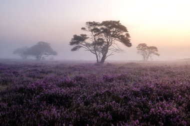 Hollanda 'da çiçek açan fundalık, Westerheid Park Hollanda' daki pembe mor tepelerin üzerinde güneşli sisli gündoğumu, Hollanda 'daki Heather tarlaları gündoğumu sırasında çiçek açıyor. 