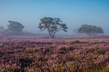 Hollanda 'da çiçek açan fundalık, Westerheid Park Hollanda' daki pembe mor tepelerin üzerinde güneşli sisli gündoğumu, Hollanda 'daki Heather tarlaları gündoğumu sırasında çiçek açıyor. 