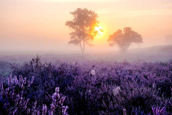 オランダではヒーラーが咲き、オランダ西部の公園ではピンク紫色の丘の上に晴れ霧の日の出、オランダでは日の出の間にヘザーフィールドが咲きます — ストック写真