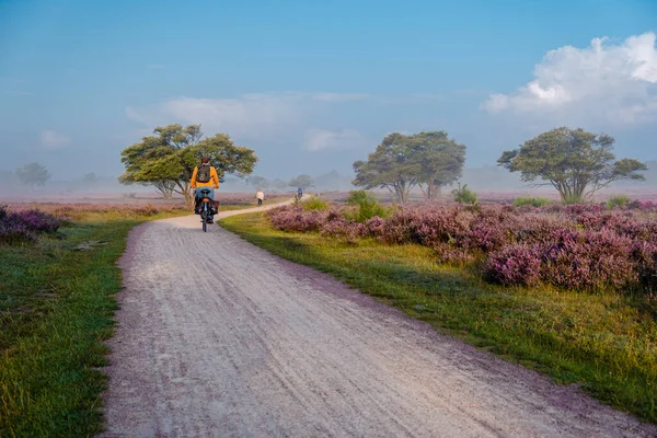 Blommande ljung i Nederländerna, solig dimmig soluppgång över de rosa lila kullarna i Westerheid park Nederländerna, blommande Heather fält i Nederländerna under soluppgången — Stockfoto