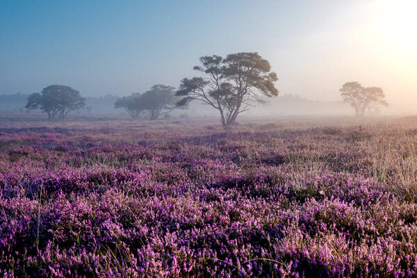 Blooming heather in the Netherlands,Sunny foggy Sunrise over the pink purple hills at Westerheid park Netherlands, blooming Heather fields in the Netherlands during Sunrise 