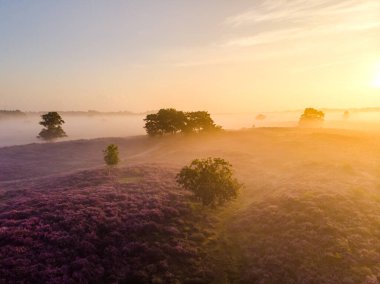 Çiçekli Heather tarlaları, çiçek açmış mor pembe funda, Hollanda 'daki Veluwe Zuiderheide parkında çiçek açan ısıtıcı.