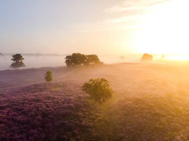 Çiçekli Heather tarlaları, çiçek açmış mor pembe funda, Hollanda 'daki Veluwe Zuiderheide parkında çiçek açan ısıtıcı.