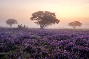 Çiçekli Heather tarlaları, çiçek açmış mor pembe funda, Hollanda 'daki Veluwe Zuiderheide parkında çiçek açan ısıtıcı.