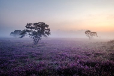 Çiçekli Heather tarlaları, çiçek açmış mor pembe funda, Hollanda 'daki Veluwe Zuiderheide parkında çiçek açan ısıtıcı.
