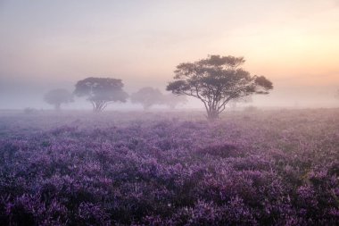 Çiçekli Heather tarlaları, çiçek açmış mor pembe funda, Hollanda 'daki Veluwe Zuiderheide parkında çiçek açan ısıtıcı.