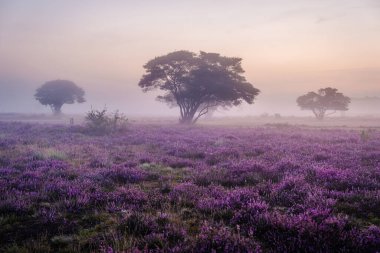 Çiçekli Heather tarlaları, çiçek açmış mor pembe funda, Hollanda 'daki Veluwe Zuiderheide parkında çiçek açan ısıtıcı.