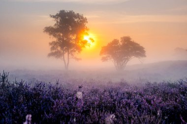 Çiçekli Heather tarlaları, çiçek açmış mor pembe funda, Hollanda 'daki Veluwe Zuiderheide parkında çiçek açan ısıtıcı.