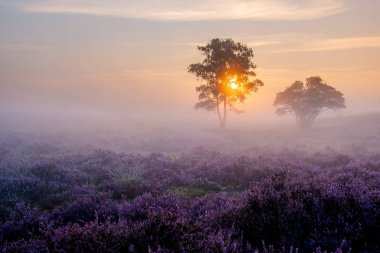 Çiçekli Heather tarlaları, çiçek açmış mor pembe funda, Hollanda 'daki Veluwe Zuiderheide parkında çiçek açan ısıtıcı.