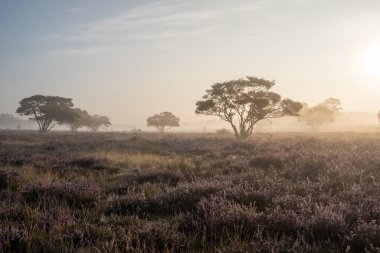 Çiçekli Heather tarlaları, çiçek açmış mor pembe funda, Hollanda 'daki Veluwe Zuiderheide parkında çiçek açan ısıtıcı.