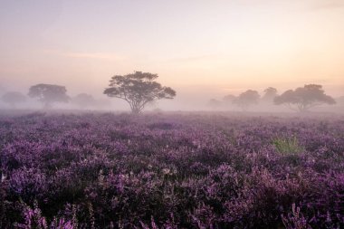 Çiçekli Heather tarlaları, çiçek açmış mor pembe funda, Hollanda 'daki Veluwe Zuiderheide parkında çiçek açan ısıtıcı.