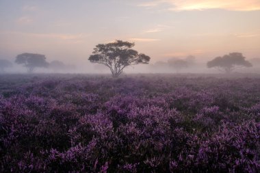 Çiçekli Heather tarlaları, çiçek açmış mor pembe funda, Hollanda 'daki Veluwe Zuiderheide parkında çiçek açan ısıtıcı.