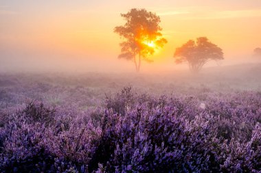 Çiçekli Heather tarlaları, çiçek açmış mor pembe funda, Hollanda 'daki Veluwe Zuiderheide parkında çiçek açan ısıtıcı.