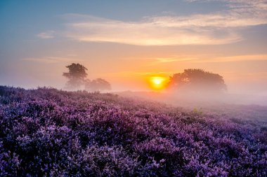 Çiçekli Heather tarlaları, çiçek açmış mor pembe funda, Hollanda 'daki Veluwe Zuiderheide parkında çiçek açan ısıtıcı.