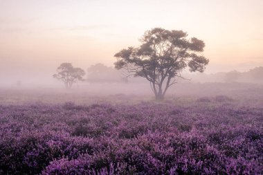 Çiçekli Heather tarlaları, çiçek açmış mor pembe funda, Hollanda 'daki Veluwe Zuiderheide parkında çiçek açan ısıtıcı.