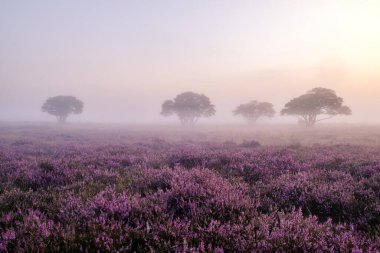 Çiçekli Heather tarlaları, çiçek açmış mor pembe funda, Hollanda 'daki Veluwe Zuiderheide parkında çiçek açan ısıtıcı.