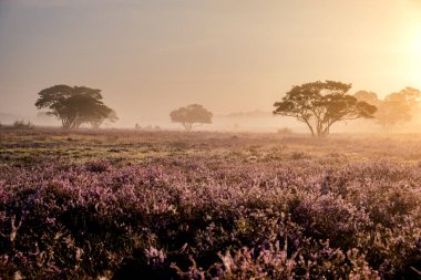 Çiçekli Heather tarlaları, çiçek açmış mor pembe funda, Hollanda 'daki Veluwe Zuiderheide parkında çiçek açan ısıtıcı.