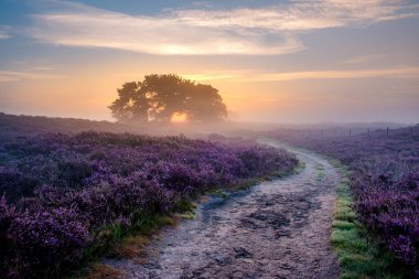 Çiçekli Heather tarlaları, çiçek açmış mor pembe funda, Hollanda 'daki Veluwe Zuiderheide parkında çiçek açan ısıtıcı.