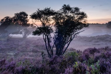 Hollanda 'da, Hilversum Veluwe Zuiderheide yakınlarında çiçek açan fundalık tarlaları, sabahları sisli ve sisli pembe mor fundalık tarlaları.