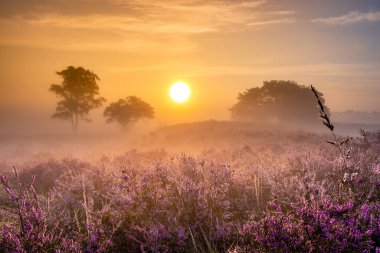 Hollanda 'da, Hilversum Veluwe Zuiderheide yakınlarında çiçek açan fundalık tarlaları, sabahları sisli ve sisli pembe mor fundalık tarlaları.