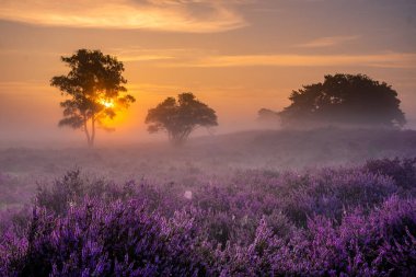 Hollanda 'da, Hilversum Veluwe Zuiderheide yakınlarında çiçek açan fundalık tarlaları, sabahları sisli ve sisli pembe mor fundalık tarlaları.