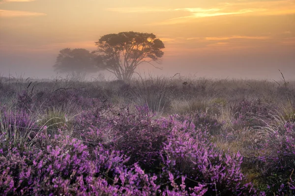 ヒルフェルスム付近のオランダのヘザーフィールドを開花させるVeluwe Zuiderheide日の出の間に霧と霧と朝のピンク紫色のヘザーフィールドを開花させる — ストック写真