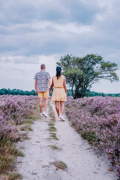 ヒルフェルスム付近のオランダのヘザーフィールドを開花させるVeluwe Zuiderheide日の出の間に霧と霧と朝のピンク紫色のヘザーフィールドを開花させる — ストック写真