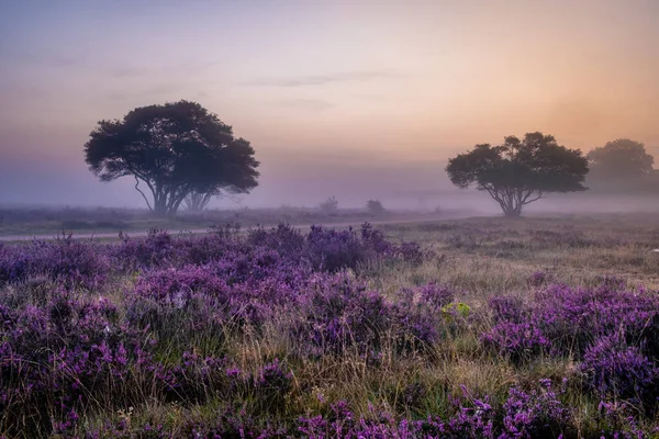 在荷兰靠近Hilversum Veluwe Zuiderheide的一片繁茂的石南地，在日出时分，雾气弥漫的晨间绽放着粉色紫色石南地 — 图库照片