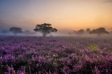 Hollanda 'da, Hilversum Veluwe Zuiderheide yakınlarında çiçek açan fundalık tarlaları, sabahları sisli ve sisli pembe mor fundalık tarlaları.
