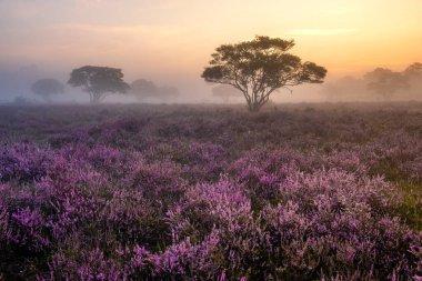 Hollanda 'da, Hilversum Veluwe Zuiderheide yakınlarında çiçek açan fundalık tarlaları, sabahları sisli ve sisli pembe mor fundalık tarlaları.
