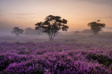 Hollanda 'da, Hilversum Veluwe Zuiderheide yakınlarında çiçek açan fundalık tarlaları, sabahları sisli ve sisli pembe mor fundalık tarlaları.