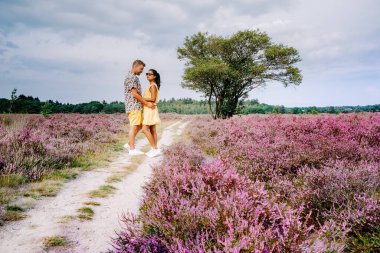 Hollanda 'da, Hilversum Veluwe Zuiderheide yakınlarında çiçek açan fundalık tarlaları, sabahları sisli ve sisli pembe mor fundalık tarlaları.